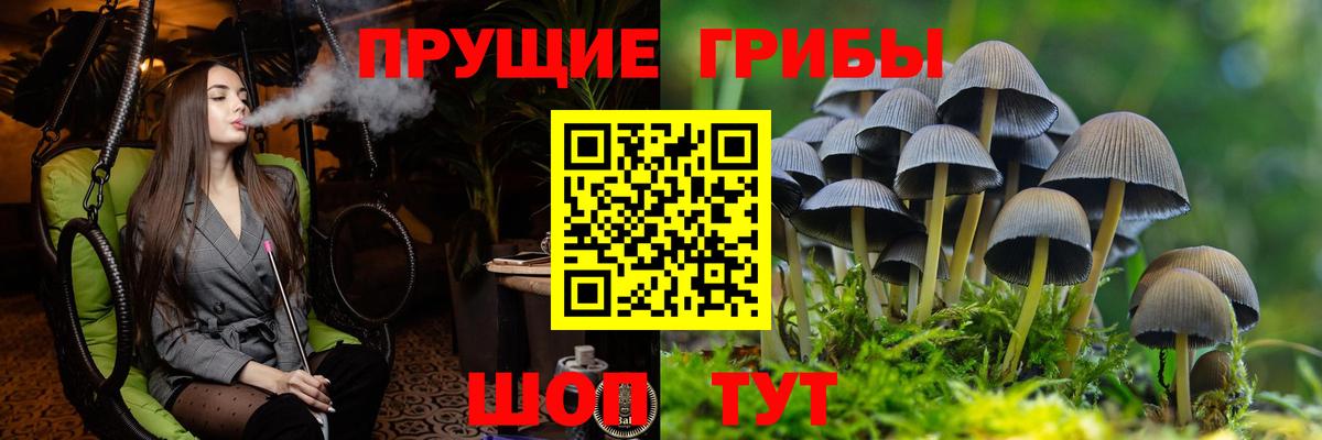 Псилоцибиновые грибы Psilocybine cubensis Кыштым